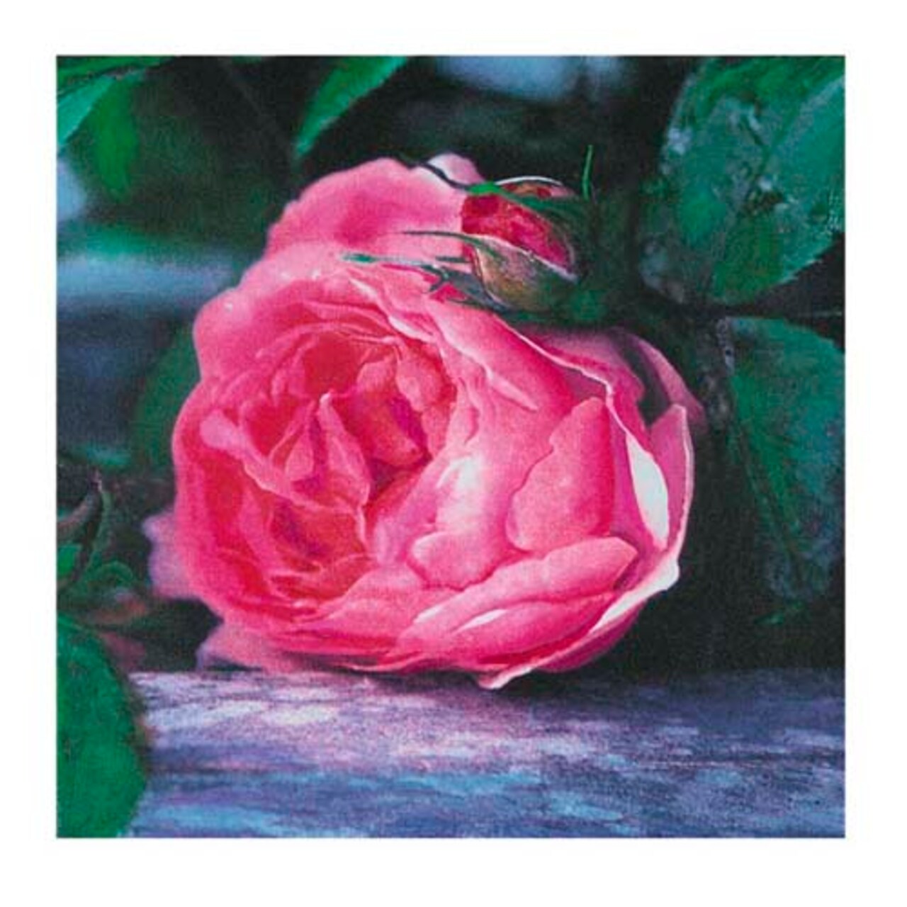 The Rose by Jenny Dreifuss Wall Art Décor 11 3/4 x 11 3/4 Art Print
